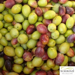 Dose 1 L Boschino Natives Olivenöl extra fruchtig