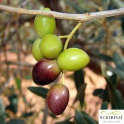 Verkauf von nativem Olivenöl extra - 250 ml Flasche Fruchtiges natives Olivenöl extra, hergestellt in Apulien im Salento