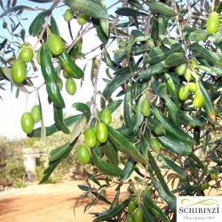 Online kaufen Olivenöl extra vergine - 250 ml Flasche Fruchtiges Olivenöl extra vergine, hergestellt in Apulien im Salento