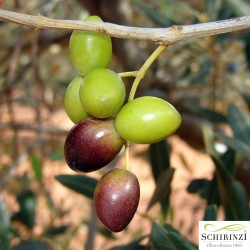 Single dose 100 ml Boschino Natives Olivenöl extra fruchtiges